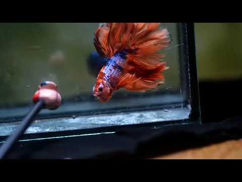 Nemo Galaxy Over Halfmoon Rosetail Male Betta 