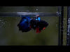 Black Koi Galaxy Male Betta