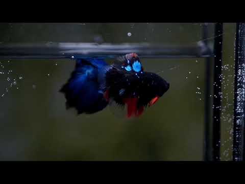 Black Koi Galaxy Male Betta