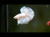 White Halfmoon male betta