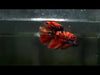 Nemo Galaxy Over Halfmoon Rosetail Male Betta 