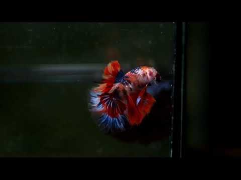 Nemo Galaxy Over Halfmoon Rosetail Male Betta 