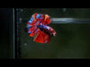 Nemo Galaxy Over Halfmoon Rosetail Male Betta 