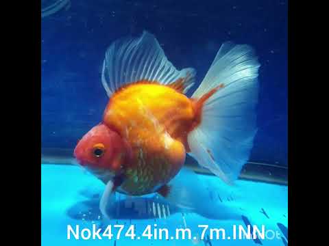 (NOK-474) Thai Sakura Calico Ryukin 4.00 inch Body Male 7 Months Age
