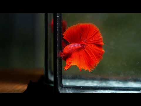 Super red Over halfmoon male betta 