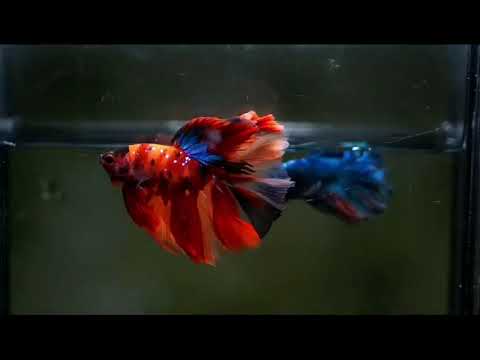 Nemo Galaxy Over Halfmoon Rosetail Male Betta 