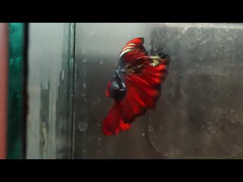 red devil over halfmoon male betta