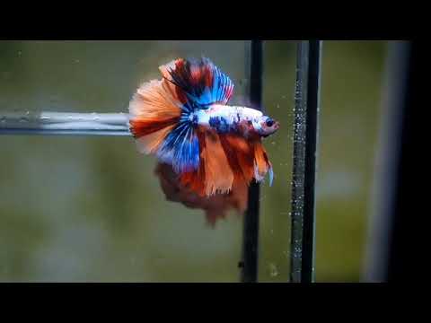 Nemo Galaxy Over Halfmoon Rosetail Male Betta 