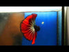 red devil over halfmoon male betta