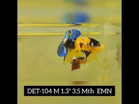 (DET-104) Fancy Yellow Koi 1.30" Body 3.50 Months Male
