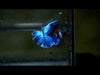 royal blue over halfmoon male betta