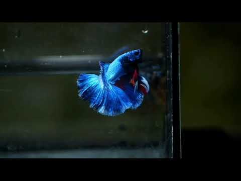 royal blue over halfmoon male betta