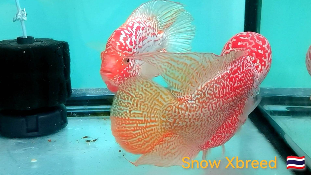Live Freshwater Golden Base Kamfa Fry 1.50" + Flowerhorn by Snow X Breed Thailand (SxB-GBKF)U...