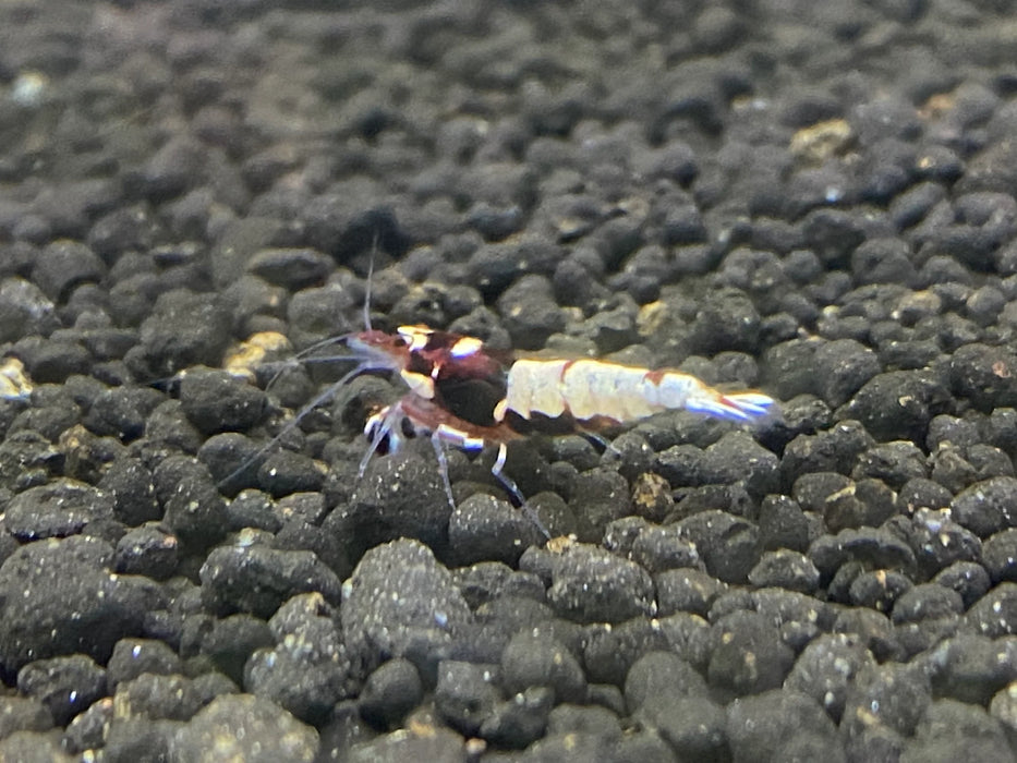 Live Freshwater Aquarium Shrimp Red Pinto (Caridina)