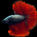 red devil over halfmoon male betta