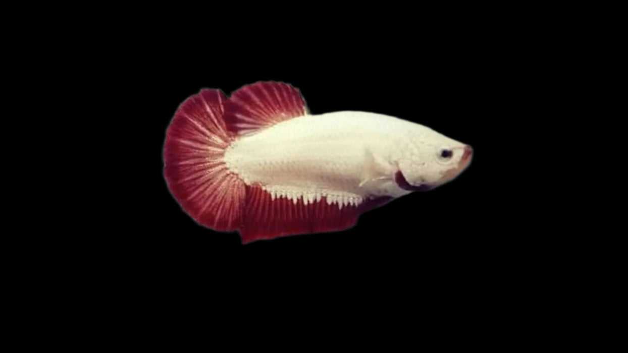 Female Betta Fish Red Dragon Sorority Buy 4 Get 1 Free (CBG-005-RED)