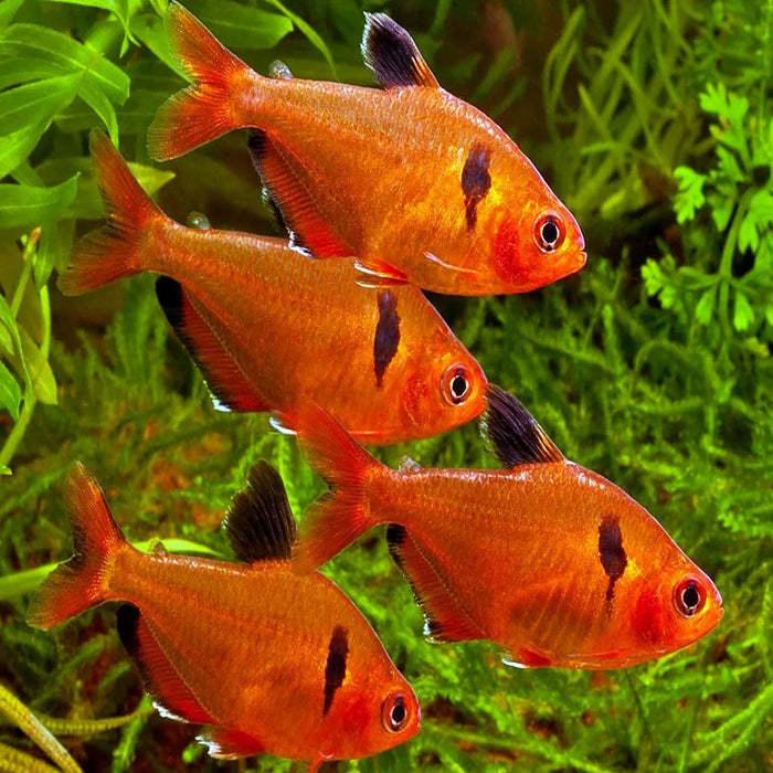 Live Tropical Freshwater Red Phantom Tetra (Hyphessobrycon sweglesi) R13B08