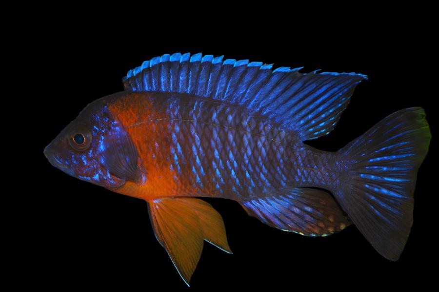 Live Freshwater Cichlid Red Shoulder Blue Peacock Cichlid  (Aulonocara Hansbaenschi)(CHD-101)U010