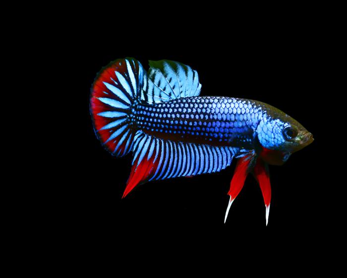 Live Wild Betta Male Blue/Red Imbellis (CBM-1060) BUY 4 GET 1 FREE MIX & MATCH