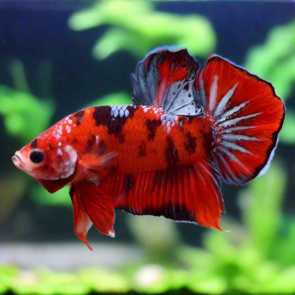 Plakat Betta Male For Sale - What You See Is What You Get