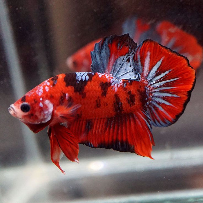 Live Freshwater Betta Males Premium Plakat Male Betta Plakat Red Koi (CBM-1071)Our Choice BUY 4 GET 1 FREE! MIX & MATCH