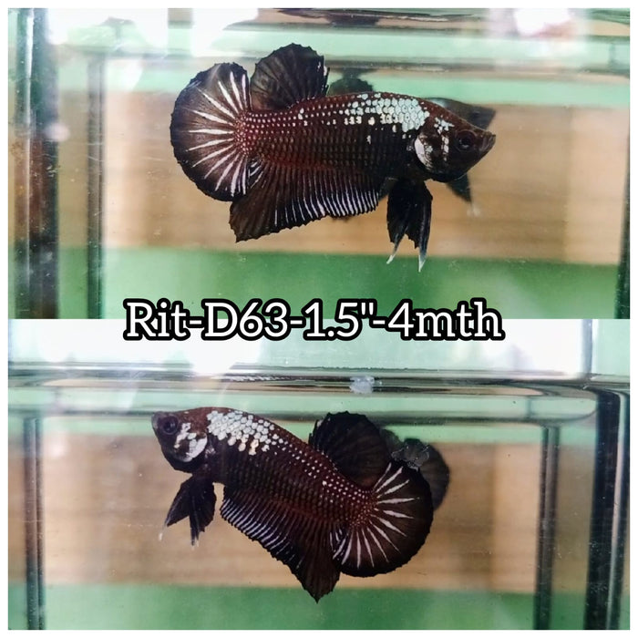 (RIT-C63) BLACK MAMBA PLAKAT MALE BETTA