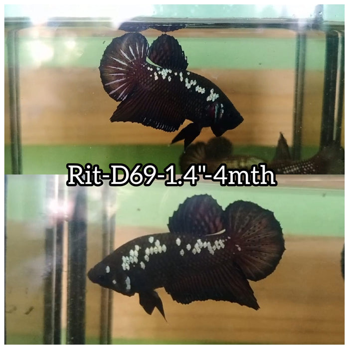 (RIT-D69) BLACK MAMBA PLAKAT MALE BETTA