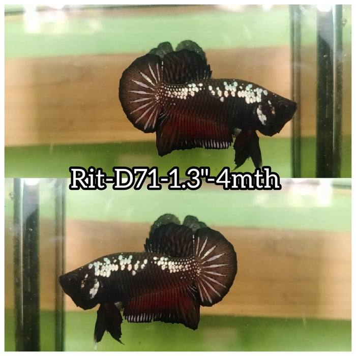 (RIT-D71) BLACK RED MAMBA PLAKAT MALE BETTA