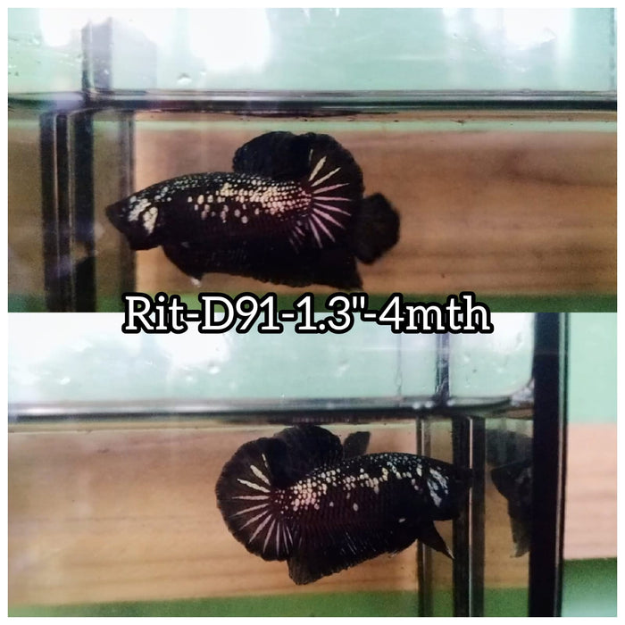 (RIT-D91) BLACK MAMBA PLAKAT MALE BETTA