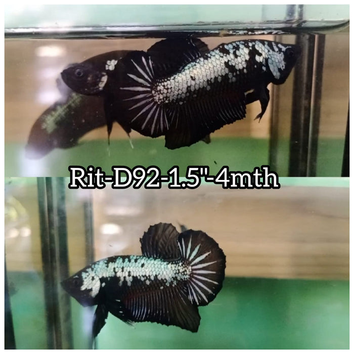 (RIT-D92) BLACK MAMBA PLAKAT MALE BETTA