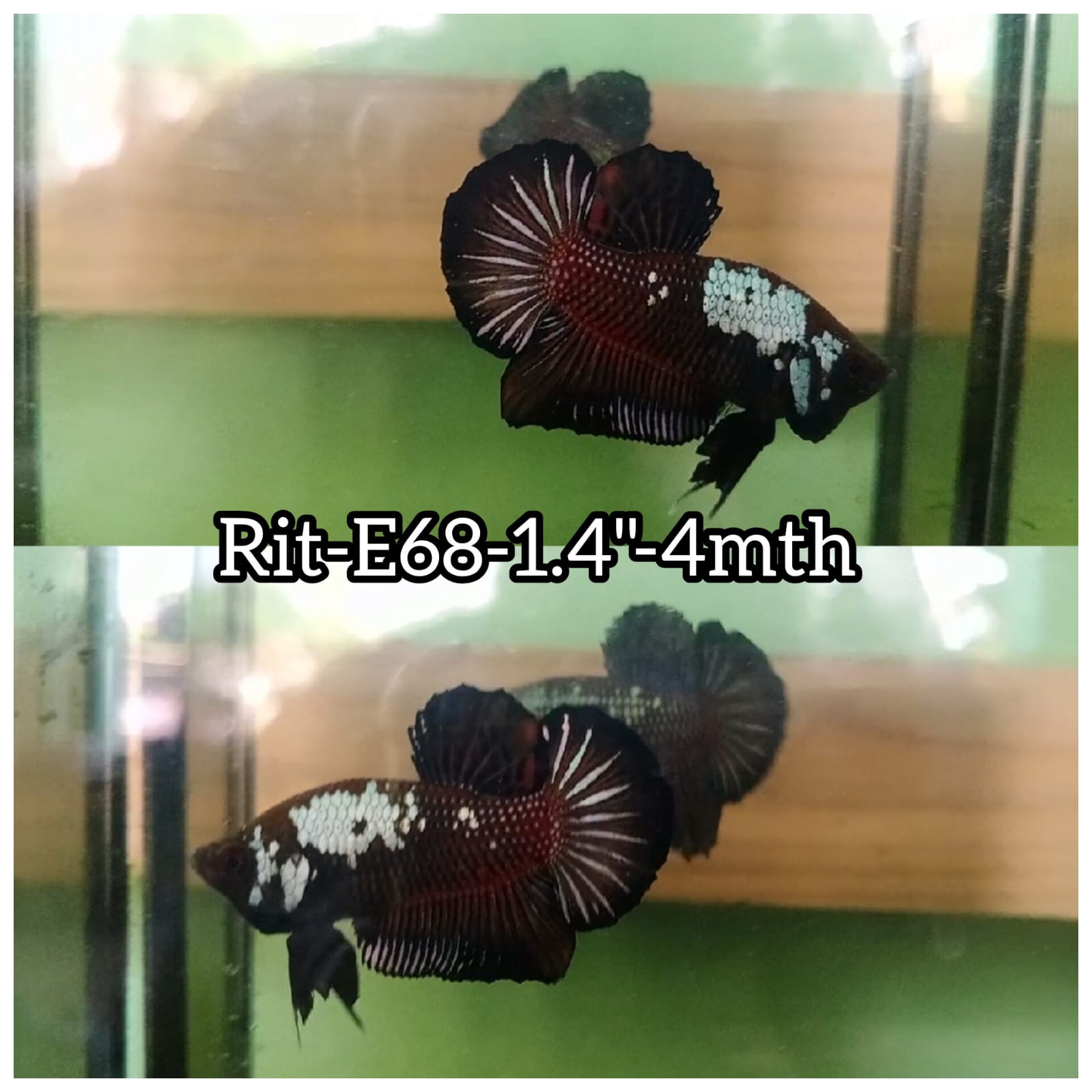Betta Fish for Sale Plakat Bettas Fighting Fish HMPK Betta