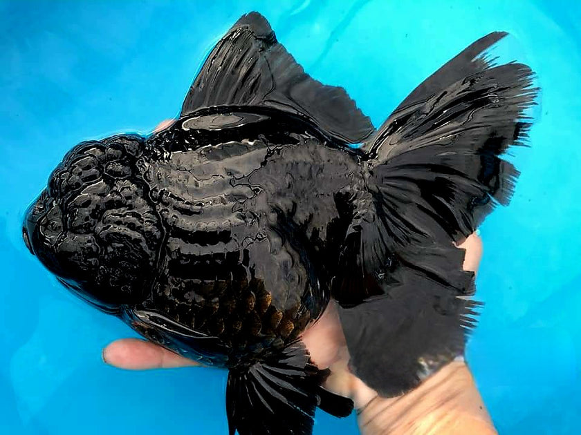Oranda Shape Premium Selected Thai Panda Oranda Tri Color Oranda | coastgemusa.com ...