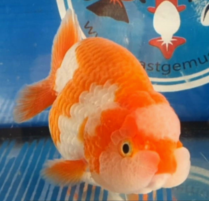 Live Fancy Goldfish Premium Select Our Choice Big Head Thai Lionchu Red/White Grow up to Over 5'' BODY(CGF-067)