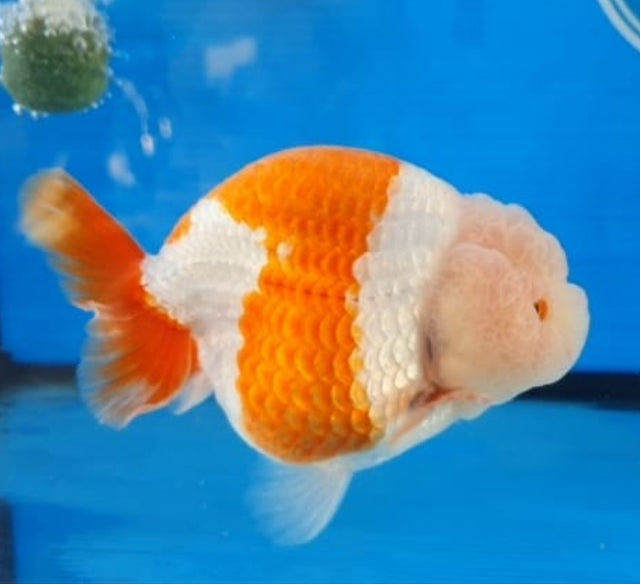 (CGF-067) Our Choice Big Head Thai Lionchu Red/White Grow up to Over 5'' BODY