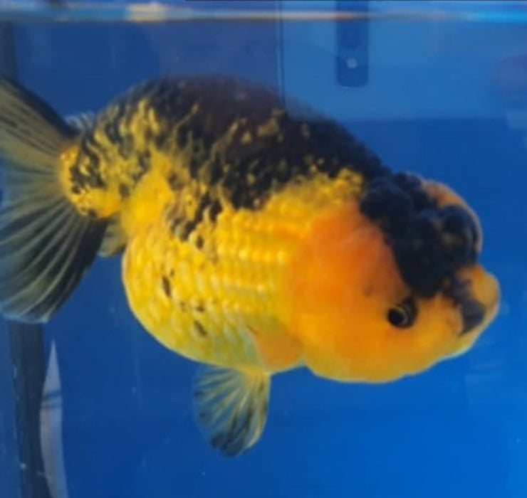 Live Fancy Goldfish Premium Select Our Choice Big Head Thai Lionchu Apache Red Black Grow up to Over 5'' BODY(CGF-076)