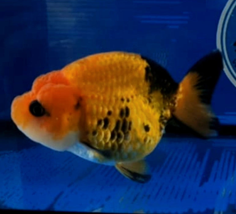 Live Fancy Goldfish Premium Select Our Choice Big Head Thai Lionchu Apache Red Black Grow up to Over 5'' BODY(CGF-076)