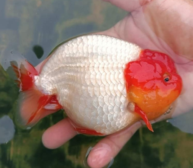 Live Fancy Goldfish Premium Select  Our Choice Thai Hybrid Ranchu Big Structure/Giant TVR White or RED and WHITE Red Head Grow up to Over 6'' BODY (CGF-091)