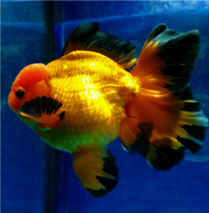 Live Fancy Goldfish Premium Select  Our Choice MEDIUM SIZE BREED Apache Thai Oranda GROW UP TO 4-4.5'' BODY(CGF-050)