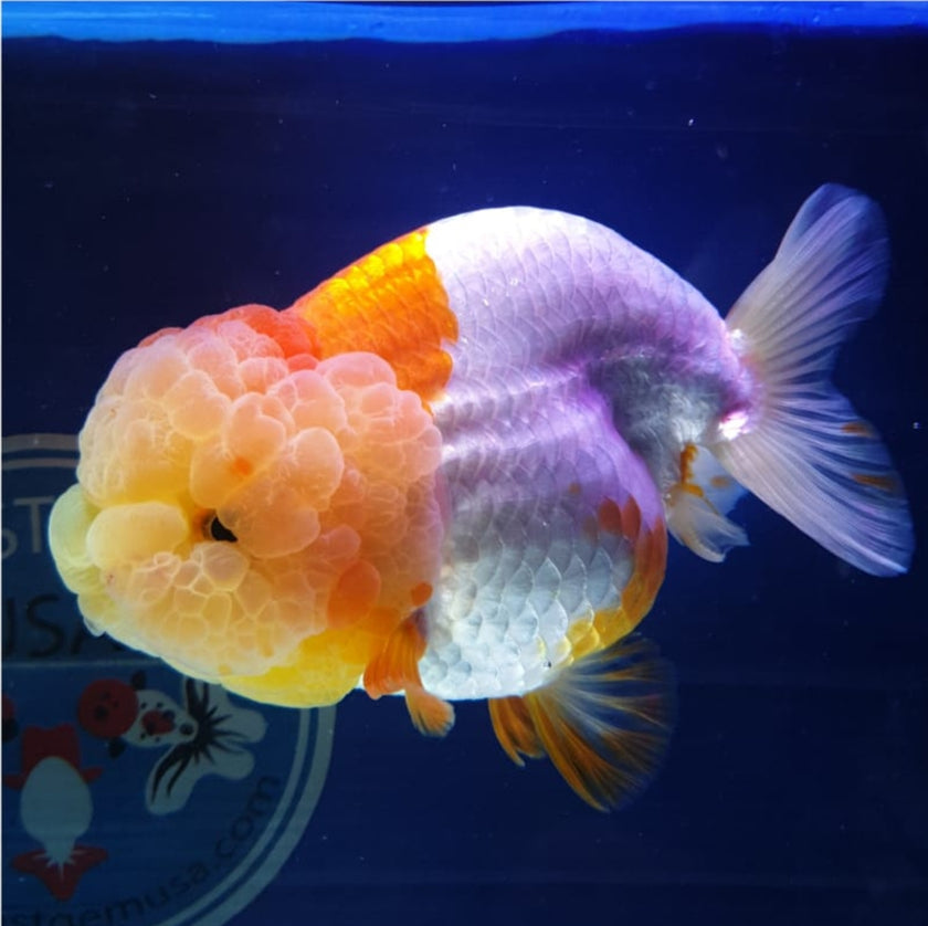 LIVE FANCY HIGH QUALITY LIONCHU RANCHU GOLDFISH — Coast Gem USA