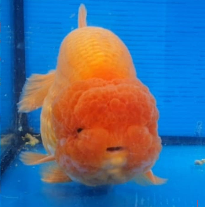 Live Fancy Goldfish Premium Select Our Choice Big Head Thai Lionchu Red Grow up to Over 5'' BODY(CGF-072)