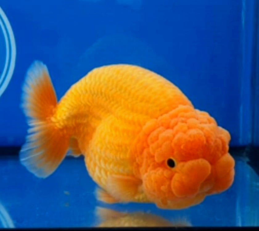 Coast Gem USA Goldfish High Quality Ranchu, Oranda, Tosakin & more!