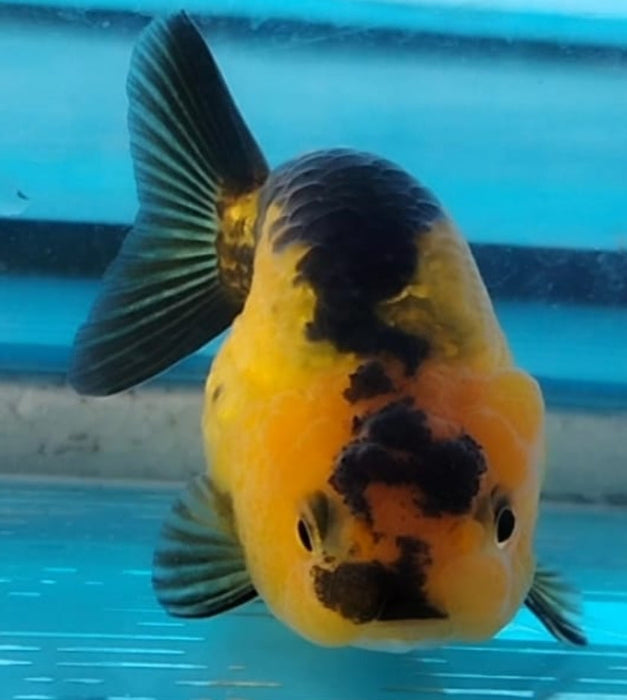 Live Fancy Goldfish Premium Select Our Choice Big Head Thai Lionchu Apache Red Black Grow up to Over 5'' BODY(CGF-076)