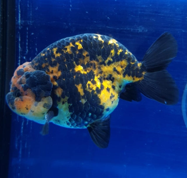 Live Fancy Goldfish Premium Select Our Choice Big Head Thai Lionchu Tiger Grow up to Over 5'' BODY(CGF-078)