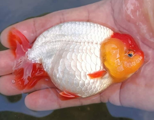 Live Fancy Goldfish Premium Select  Our Choice Thai Hybrid Ranchu Big Structure/Giant TVR White or RED and WHITE Red Head Grow up to Over 6'' BODY (CGF-091)