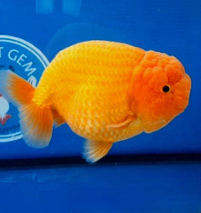 Live Fancy Goldfish Premium Select Our Choice Big Head Thai Lionchu Red Grow up to Over 5'' BODY(CGF-072)