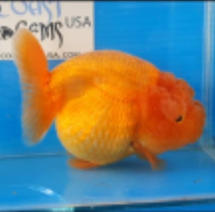 Live Fancy Goldfish Premium Select Our Choice Big Head Thai Lionchu Red Grow up to Over 5'' BODY(CGF-072)