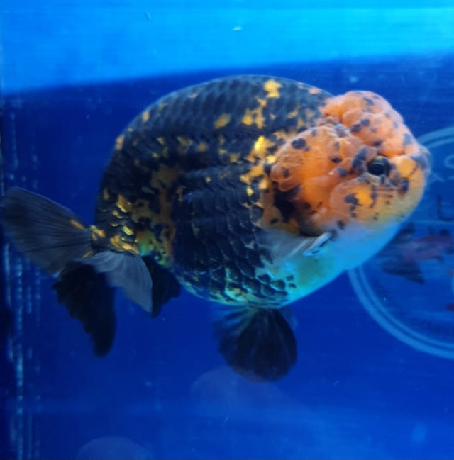 Live Fancy Goldfish Premium Select Our Choice Big Head Thai Lionchu Tiger Grow up to Over 5'' BODY(CGF-078)