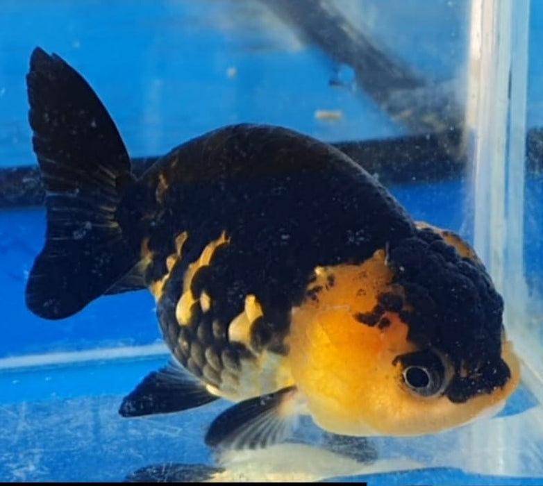 Live Fancy Goldfish Premium Select Our Choice Big Head Thai Lionchu Apache Red Black Grow up to Over 5'' BODY(CGF-076)