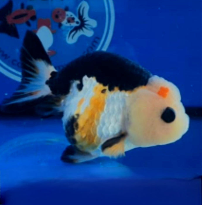 Live Fancy Goldfish Premium Select Our Choice Big Head Thai Lionchu Special Tri Color Grow up to Over 5'' BODY(CGF-066)