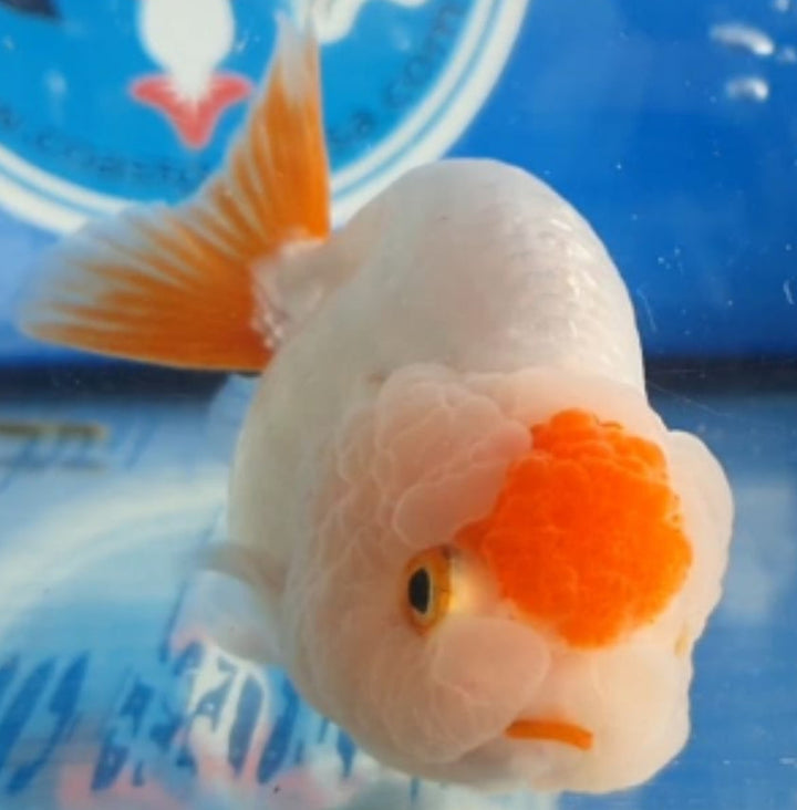 (CGF-067) Our Choice Big Head Thai Lionchu Red/White Grow up to Over 5'' BODY
